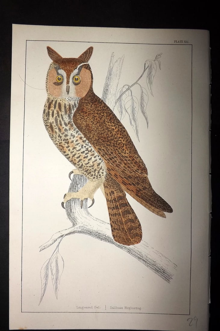 Goldsmith, Oliver C1855 Hand Col Bird Print. Long Eared Owl 41 (1 of 1)