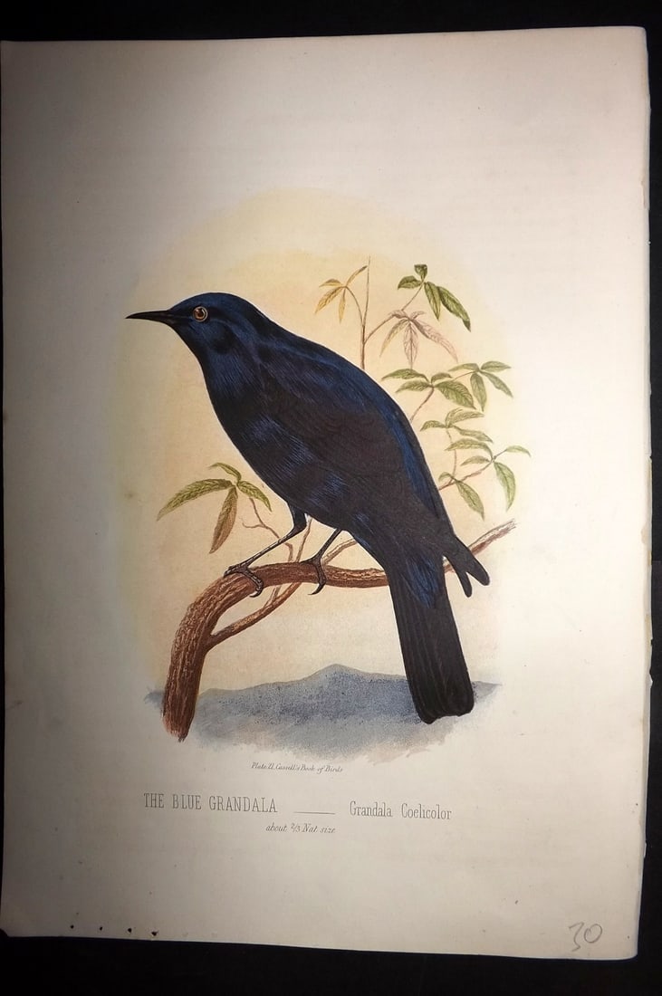 Jones, Thomas Rymer 1869 Antique Bird Print. Blue Grandala (1 of 1)