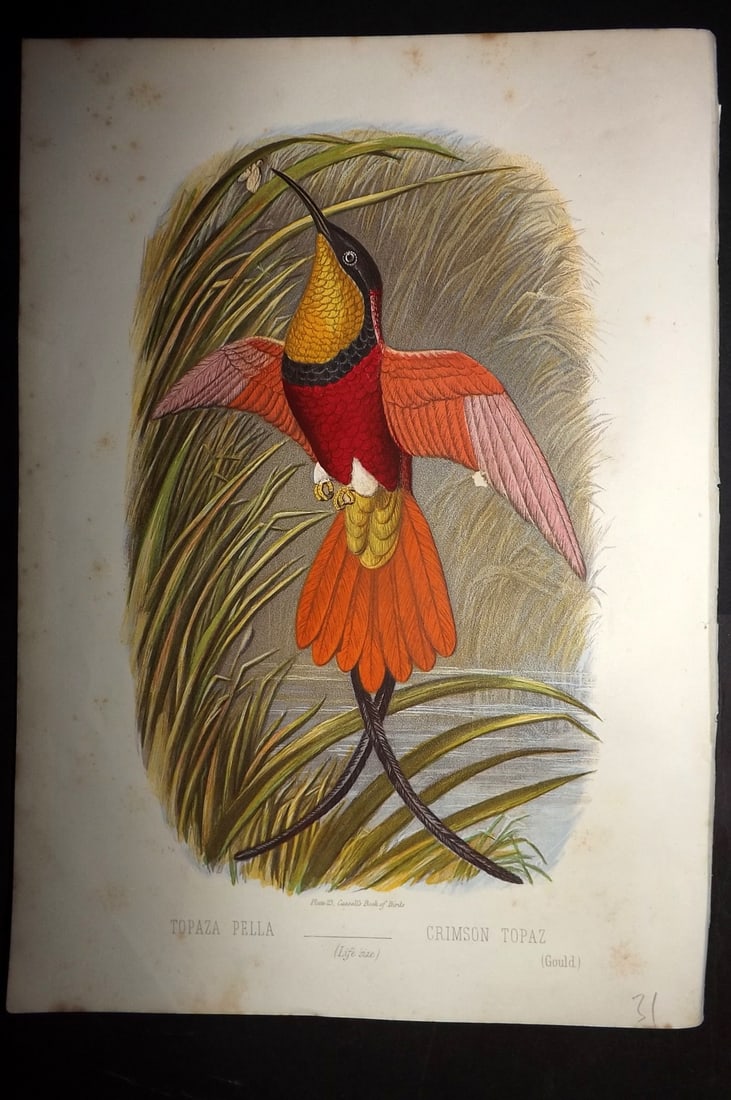 Jones, Thomas Rymer 1869 Antique Bird Print. Crimson Topaz Hummingbird (1 of 1)