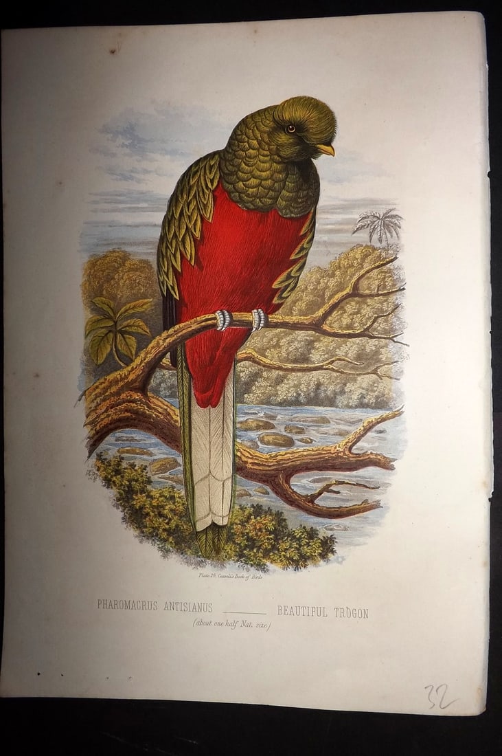 Jones, Thomas Rymer 1869 Antique Bird Print. Beautiful Trogon (1 of 1)