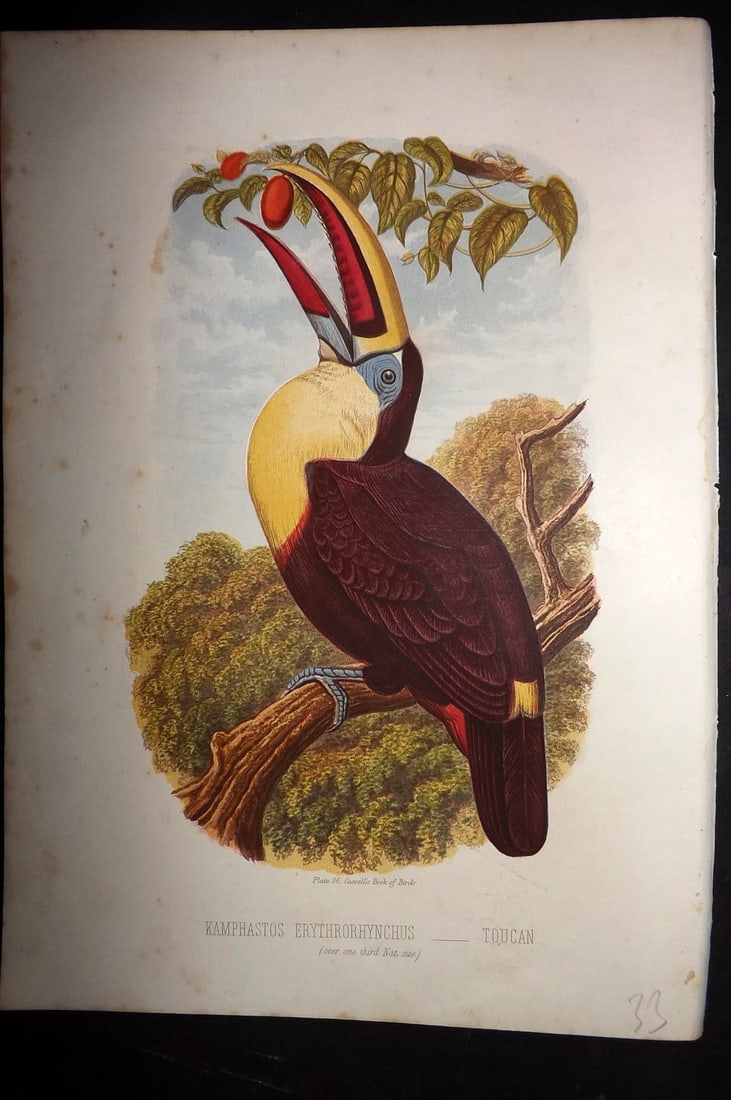 Jones, Thomas Rymer 1869 Antique Bird Print. Toucon (1 of 1)