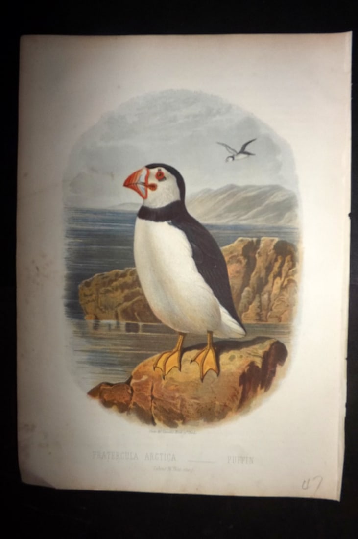 Jones, Thomas Rymer 1869 Antique Bird Print. Puffin (1 of 1)