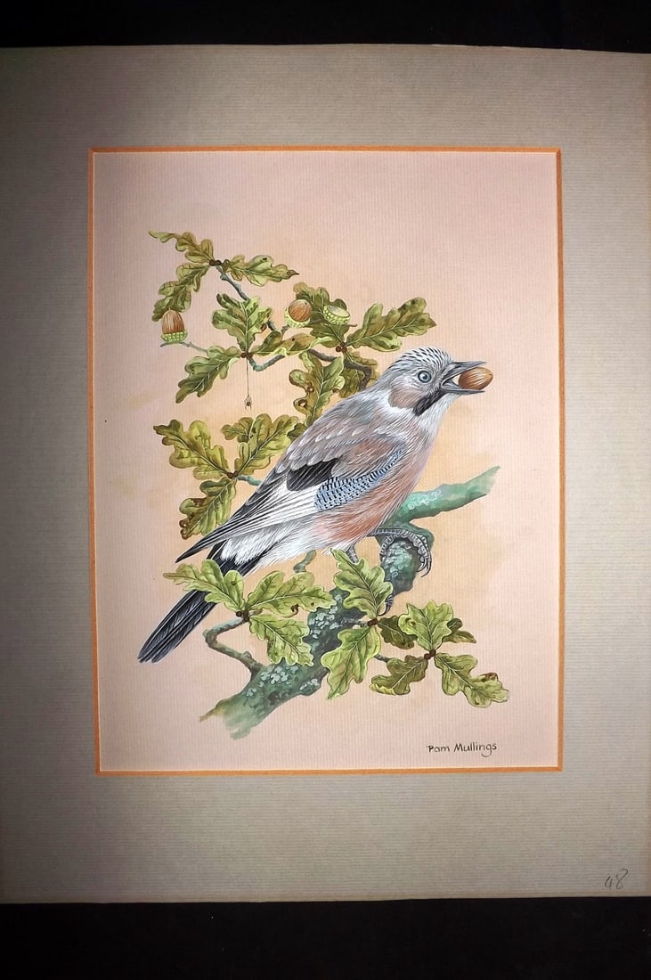 Mullings, Pam b1940 Original Art 20th Cent Bird Study of a Eurasian Jay. Goucahe: Gouache Painting by Pam Mullings (Born 1940) Good standard Gouache on Artist board. Matted and ready to Frame. Overall Size: 14 x 11 (36 x 28cm) Good Condition