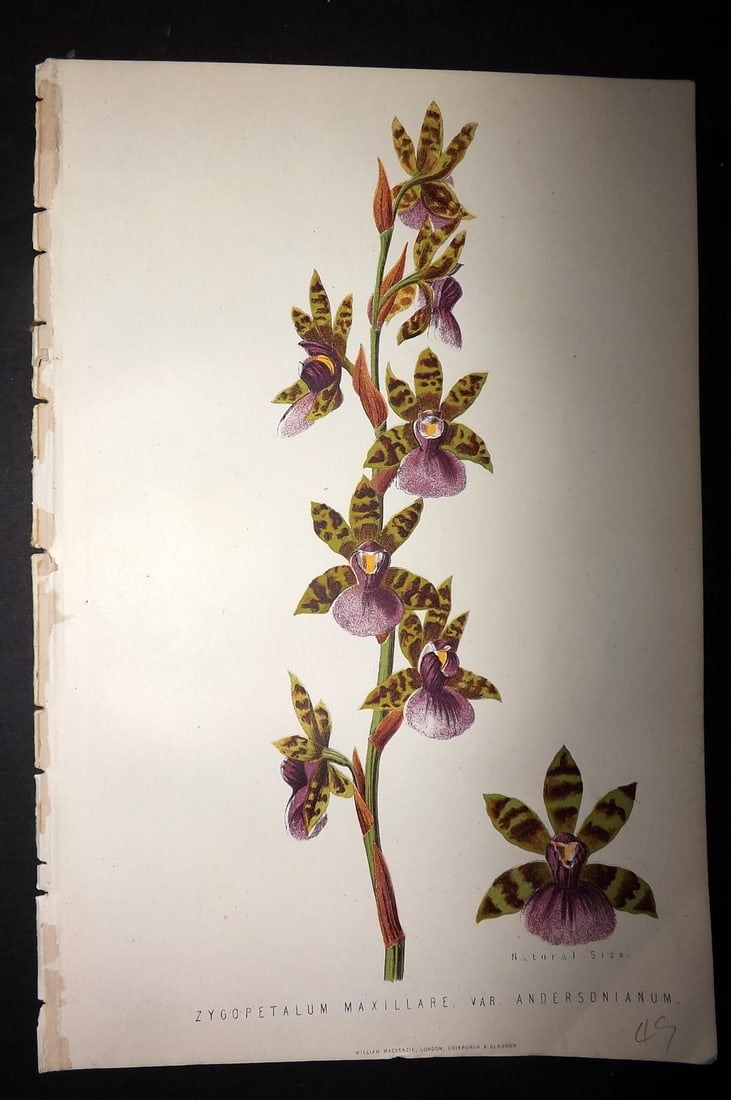Anderson, James 1874 Botanical Print. Zygopetalum Maxillare Orchid: Woodblock Published 1874, London for "The New Practical Gardener, and Modern Horticulturist" by James Anderson. Printed in colours and finished by hand. Paper Size: 9.5 x 6.5 inch (24 x 16.5cm) Good C