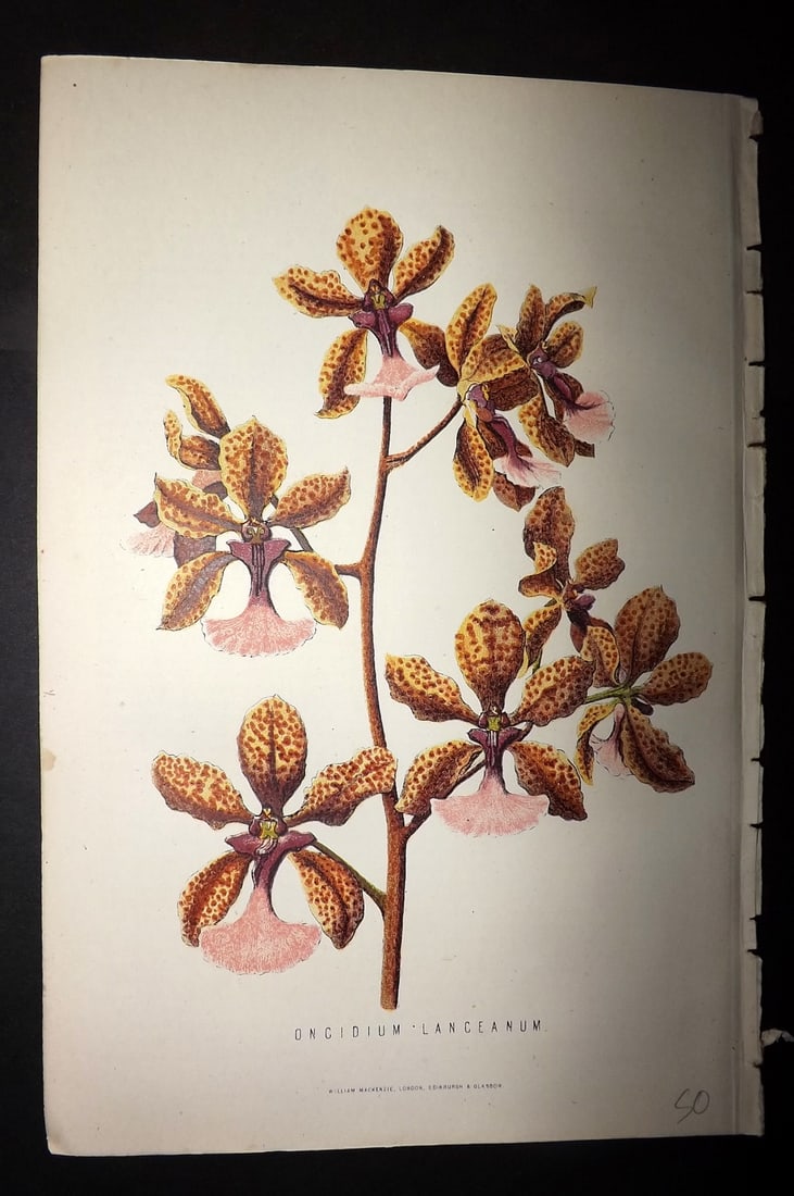 Anderson, James 1874 Botanical Print. Oncidium Lanceanum Orchid (1 of 1)