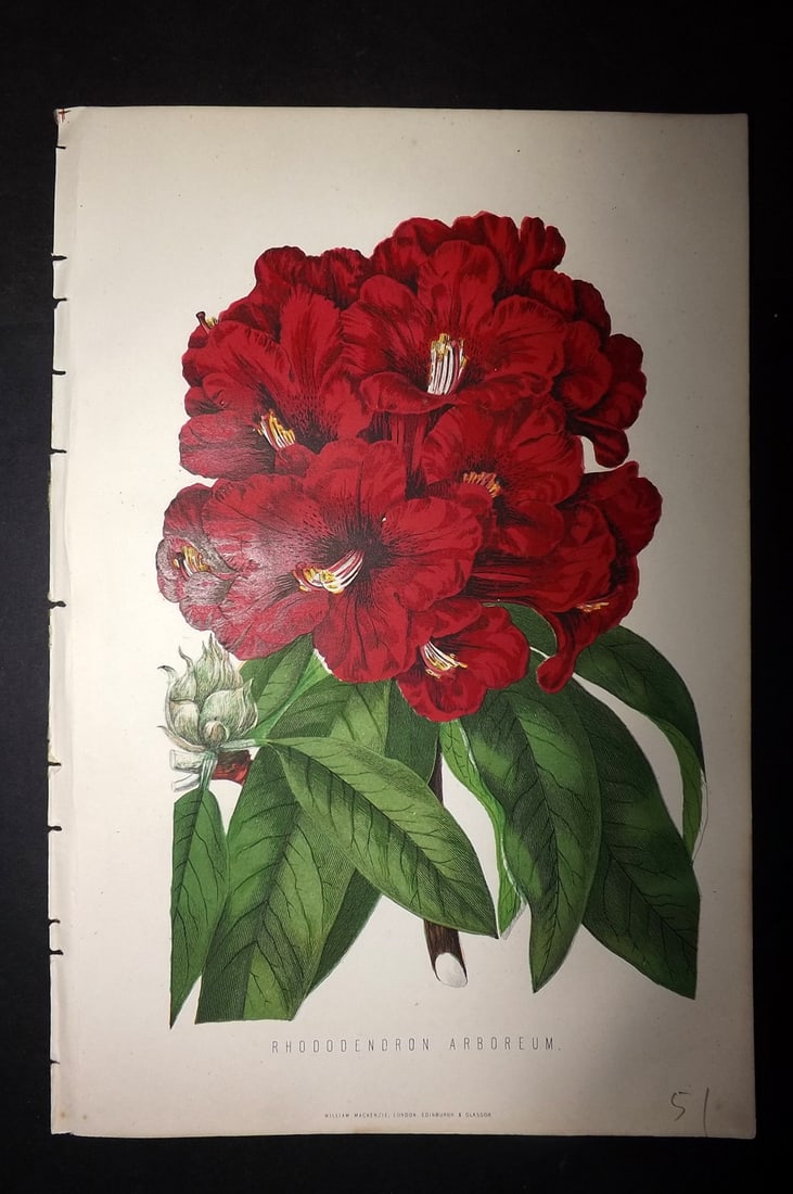 Anderson, James 1874 Botanical Print. Rhododendron Aboreum: Woodblock Published 1874, London for "The New Practical Gardener, and Modern Horticulturist" by James Anderson. Printed in colours and finished by hand. Paper Size: 9.5 x 6.5 inch (24 x 16.5cm) Good C