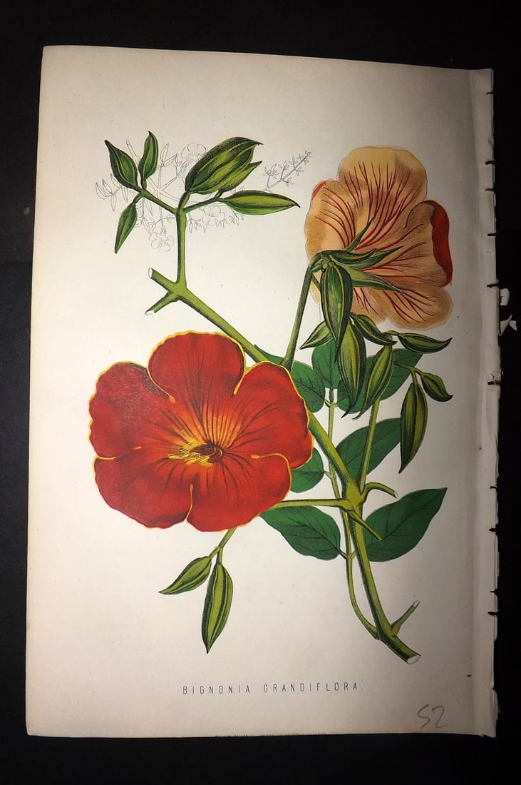 Anderson, James 1874 Botanical Print. Bignonia Grandiflora: Woodblock Published 1874, London for "The New Practical Gardener, and Modern Horticulturist" by James Anderson. Printed in colours and finished by hand. Paper Size: 9.5 x 6.5 inch (24 x 16.5cm) Good C