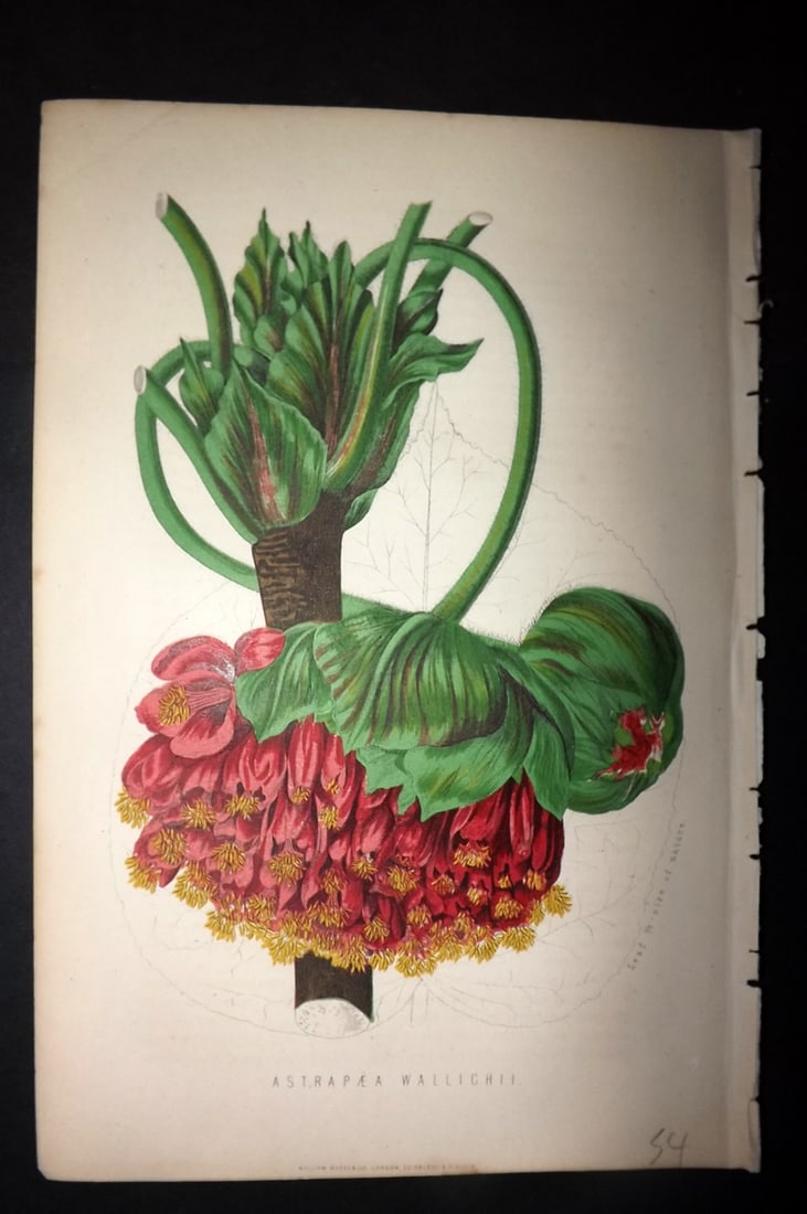 Anderson, James 1874 Botanical Print. Astrapae Wallichii: Woodblock Published 1874, London for "The New Practical Gardener, and Modern Horticulturist" by James Anderson. Printed in colours and finished by hand. Paper Size: 9.5 x 6.5 inch (24 x 16.5cm) Good C