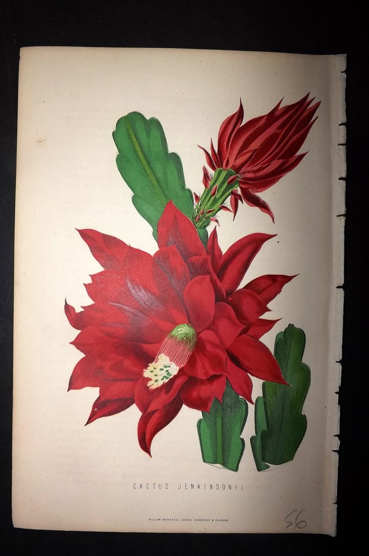 Anderson, James 1874 Botanical Print. Cactus Jenkinsonii: Woodblock Published 1874, London for "The New Practical Gardener, and Modern Horticulturist" by James Anderson. Printed in colours and finished by hand. Paper Size: 9.5 x 6.5 inch (24 x 16.5cm) Good C