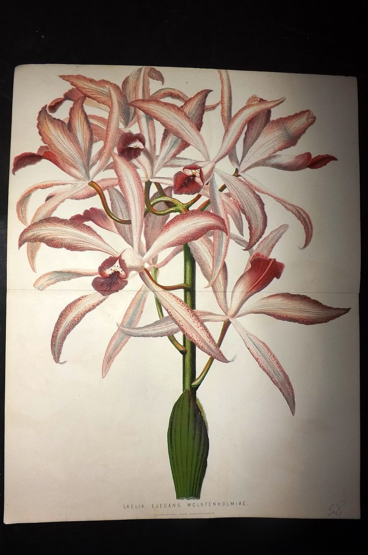 Anderson, James 1874 Double Botanical Print. Laelia Elegans Wolstenholmiae Lily: Woodblock Published 1874, London for "The New Practical Gardener, and Modern Horticulturist" by James Anderson. Printed in colours and finished by hand. Centre fold as issued. Paper Size: 12 x 9.5 inc