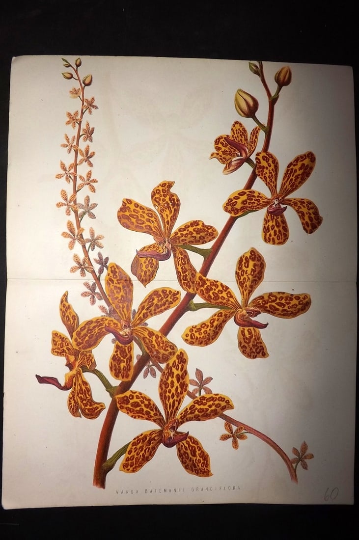 Anderson, James 1874 Double Botanical Print. Vanda Batemanii Grandiflora Orchid: Woodblock Published 1874, London for "The New Practical Gardener, and Modern Horticulturist" by James Anderson. Printed in colours and finished by hand. Centre fold as issued. Paper Size: 12 x 9.5 inc