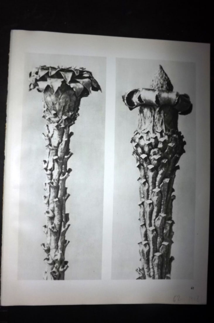 Blossfeldt, Karl 1942 Folio Vintage Botanical Print 41: Photogravures Published 1953, Berlin for "Urformen der Kunst" by Karl Blossfeldt. Reverse side blank. Paper Size: 12.5 x 10 inch (32 x 25cm) Good Condition