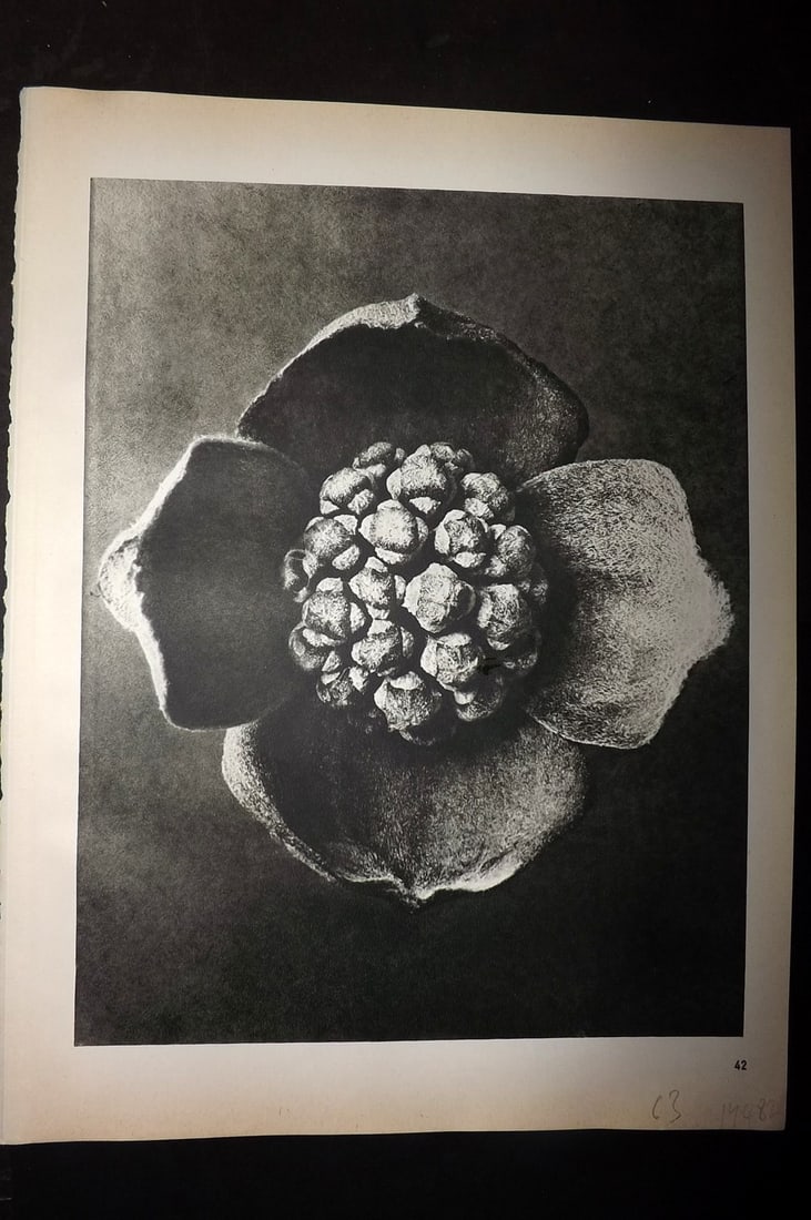 Blossfeldt, Karl 1942 Folio Vintage Botanical Print 42 (1 of 1)