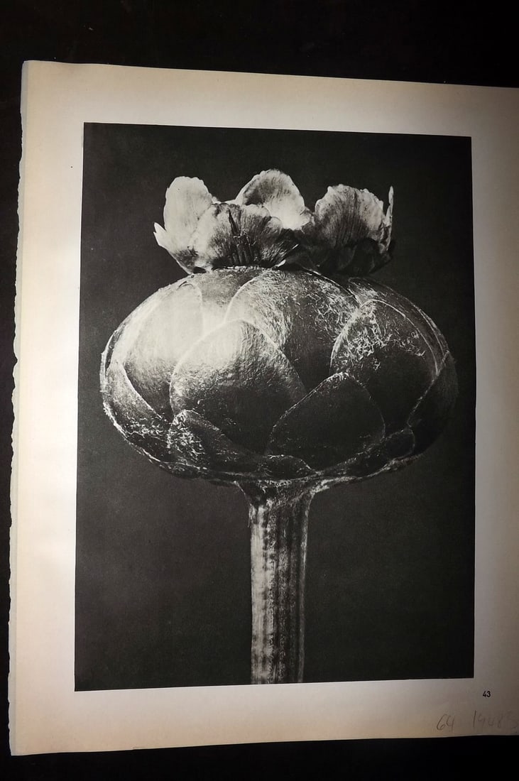 Blossfeldt, Karl 1942 Folio Vintage Botanical Print 43: Photogravures Published 1953, Berlin for "Urformen der Kunst" by Karl Blossfeldt. Reverse side blank. Paper Size: 12.5 x 10 inch (32 x 25cm) Good Condition