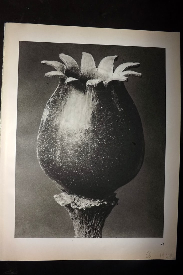 Blossfeldt, Karl 1942 Folio Vintage Botanical Print 46: Photogravures Published 1953, Berlin for "Urformen der Kunst" by Karl Blossfeldt. Reverse side blank. Paper Size: 12.5 x 10 inch (32 x 25cm) Good Condition