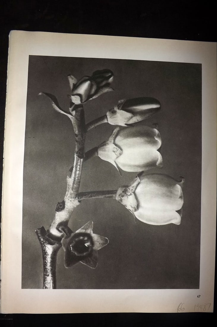 Blossfeldt, Karl 1942 Folio Vintage Botanical Print 47: Photogravures Published 1953, Berlin for "Urformen der Kunst" by Karl Blossfeldt. Reverse side blank. Paper Size: 12.5 x 10 inch (32 x 25cm) Good Condition