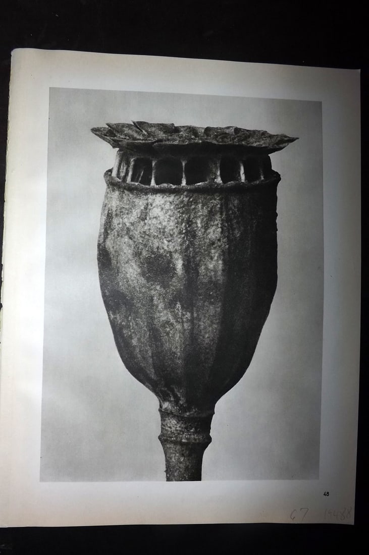 Blossfeldt, Karl 1942 Folio Vintage Botanical Print 48: Photogravures Published 1953, Berlin for "Urformen der Kunst" by Karl Blossfeldt. Reverse side blank. Paper Size: 12.5 x 10 inch (32 x 25cm) Good Condition
