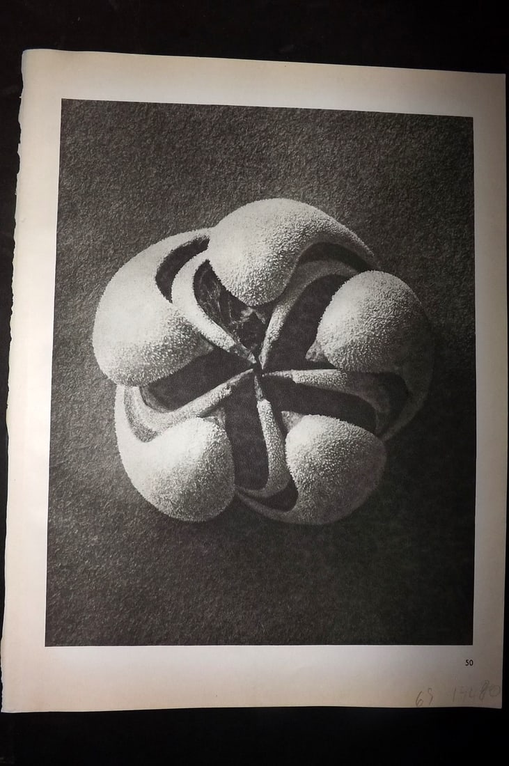 Blossfeldt, Karl 1942 Folio Vintage Botanical Print 50: Photogravures Published 1953, Berlin for "Urformen der Kunst" by Karl Blossfeldt. Reverse side blank. Paper Size: 12.5 x 10 inch (32 x 25cm) Good Condition