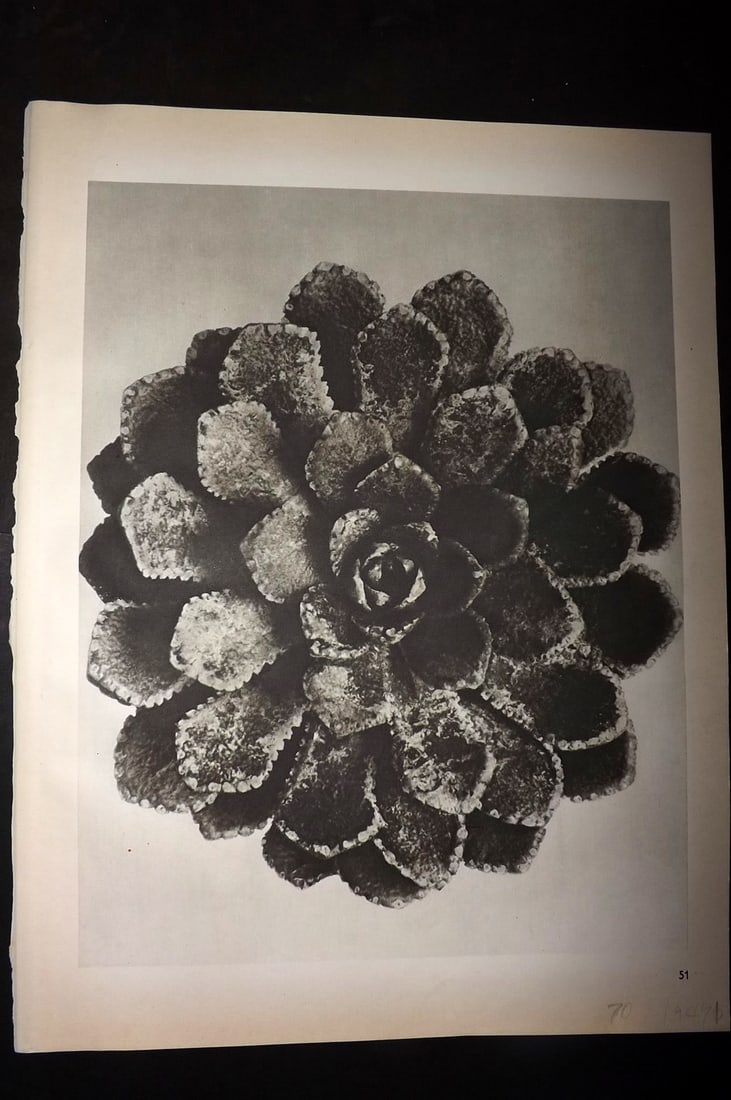 Blossfeldt, Karl 1942 Folio Vintage Botanical Print 51: Photogravures Published 1953, Berlin for "Urformen der Kunst" by Karl Blossfeldt. Reverse side blank. Paper Size: 12.5 x 10 inch (32 x 25cm) Good Condition