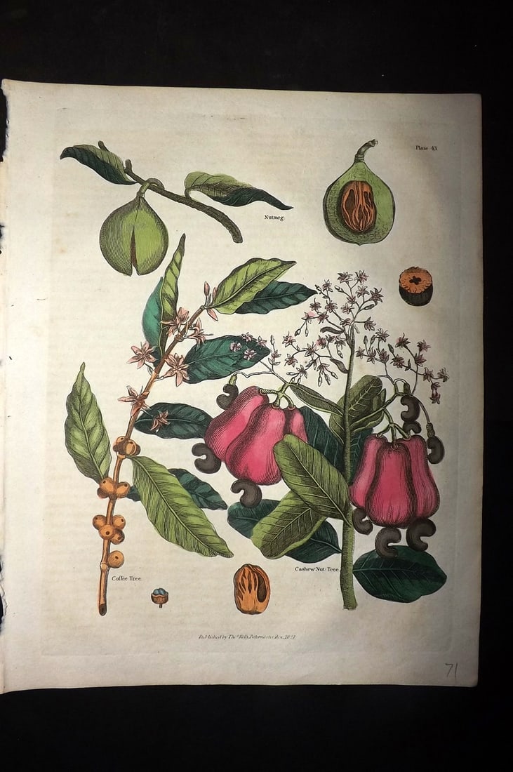 Buffon & Smellie 1828 Hand Col Botanical Print. Coffee Tree, Cashew Nut Tree: Hand Colored Copper Plate Published 1827 by Thomas Kelly, London for "A Natural History, General and Particular..." by The Comte de Buffon and William Smellie. Paper Size: 10.5 x 8 inch (27 x 21cm) Go