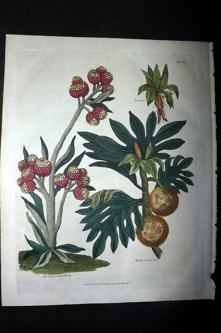 Buffon & Smellie 1828 Hand Col Botanical Print. Choice Gnaphalium, Breadfruit Tree (1 of 1)
