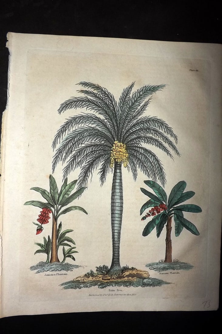 Buffon & Smellie 1828 Hand Col Botanical Print. Palm Tree, Jamaica & Banana Platain (1 of 1)