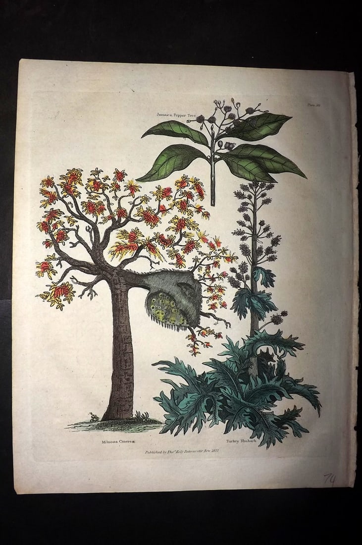 Buffon & Smellie 1828 Hand Col Botanical Print. Mimosa Cinera, Turkey Rhubarb: Hand Colored Copper Plate Published 1828 by Thomas Kelly, London for "A Natural History, General and Particular..." by The Comte de Buffon and William Smellie. Paper Size: 10.5 x 8 inch (27 x 21cm) Go