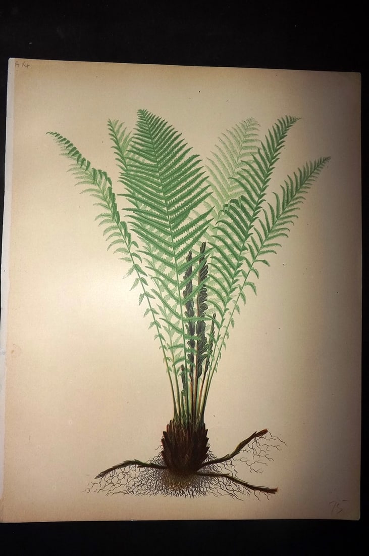 Eaton, Daniel 1882 Folio Antique Fern Print (1 of 1)