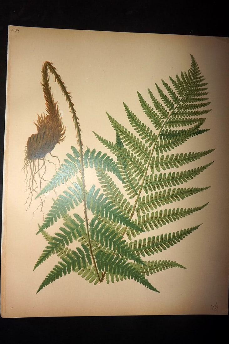 Eaton, Daniel 1882 Folio Antique Fern Print (1 of 1)