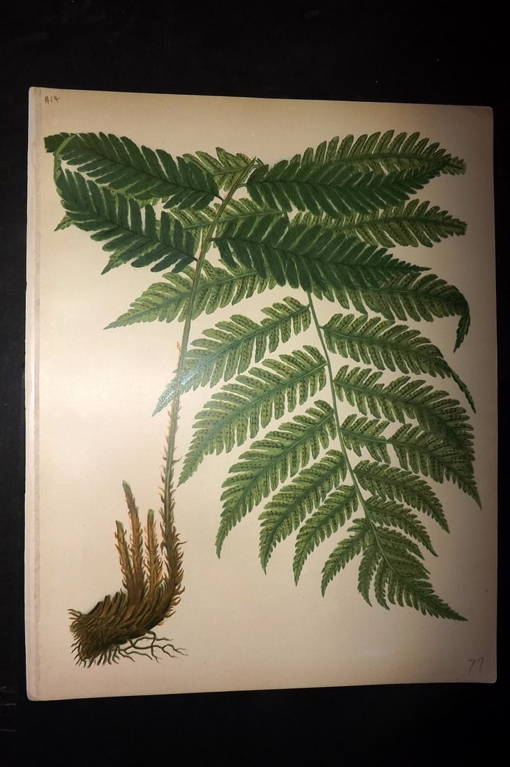 Eaton, Daniel 1882 Folio Antique Fern Print (1 of 1)