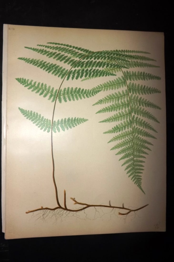 Eaton, Daniel 1882 Folio Antique Fern Print (1 of 1)