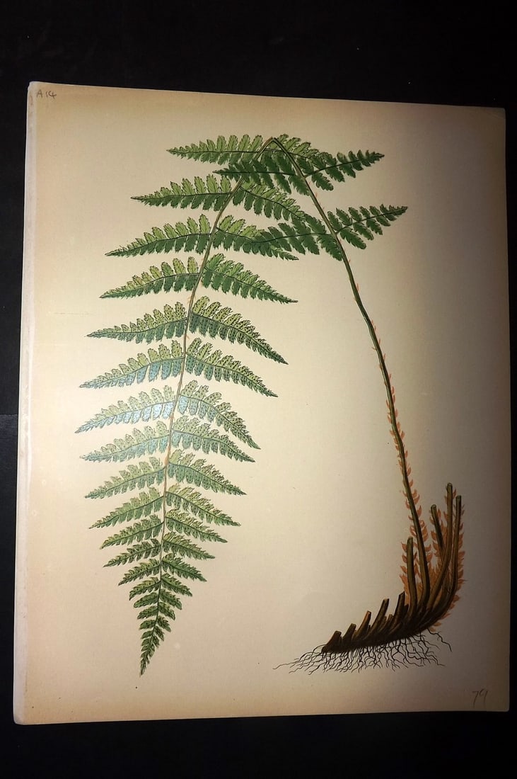 Eaton, Daniel 1882 Folio Antique Fern Print (1 of 1)