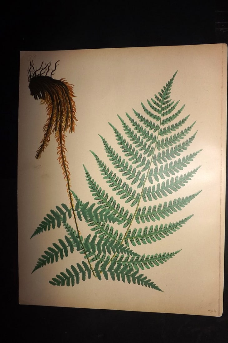 Eaton, Daniel 1882 Folio Antique Fern Print (1 of 1)