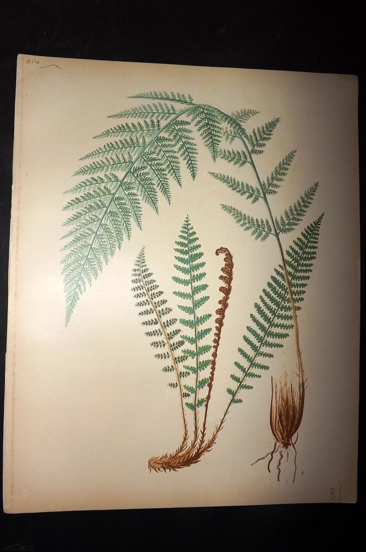 Eaton, Daniel 1882 Folio Antique Fern Print (1 of 1)