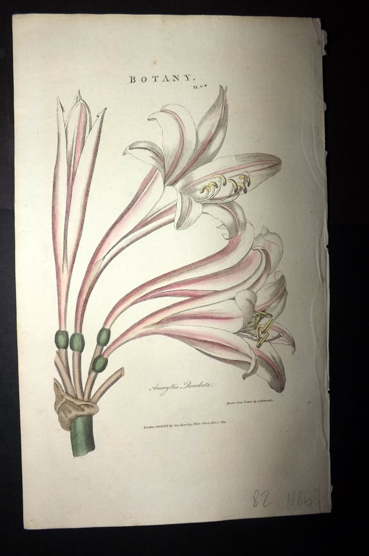 Good, John 1813 Hand Col Botanical Print. Amaryllis Revoluta Lily 05*: Hand Colored Copper Plate Published 1806-13, London for "Pantologia: A New Cyclopaedia, Comprehending a Complete Series of Essays" by John Mason Good et al. Paper Size: 9.5 x 6 inch (24 x 15cm) Good C