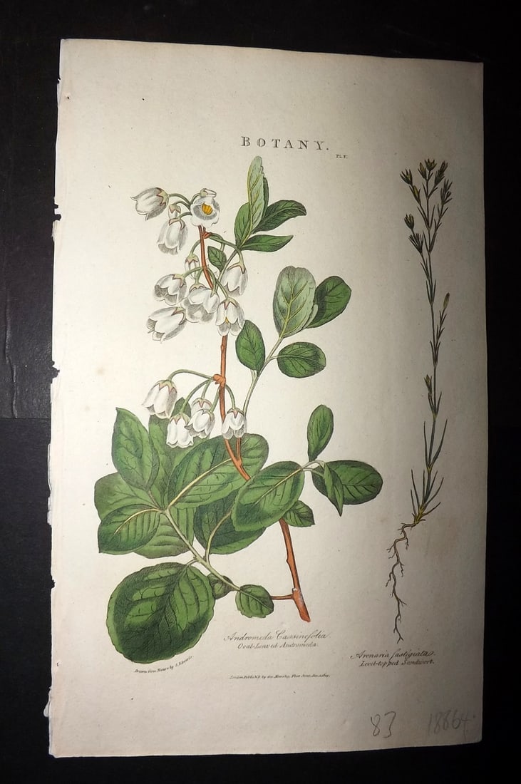 Good, John 1813 Hand Col Botanical Print. Oval Leaved Andromeda 05: Hand Colored Copper Plate Published 1806-13, London for "Pantologia: A New Cyclopaedia, Comprehending a Complete Series of Essays" by John Mason Good et al. Paper Size: 9.5 x 6 inch (24 x 15cm) Good C