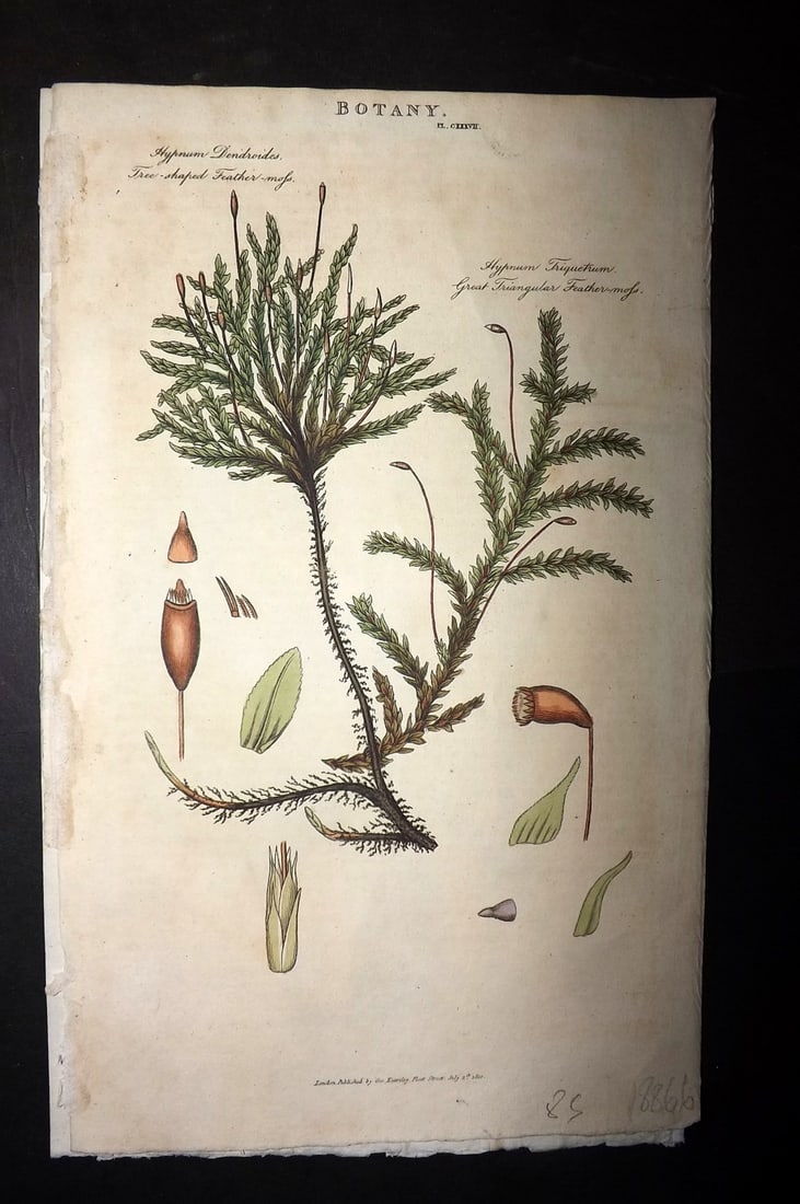 Good, John 1813 Hand Col Botanical Print. Feather Moss 137: Hand Colored Copper Plate Published 1806-13, London for "Pantologia: A New Cyclopaedia, Comprehending a Complete Series of Essays" by John Mason Good et al. Paper Size: 9.5 x 6 inch (24 x 15cm) Very m