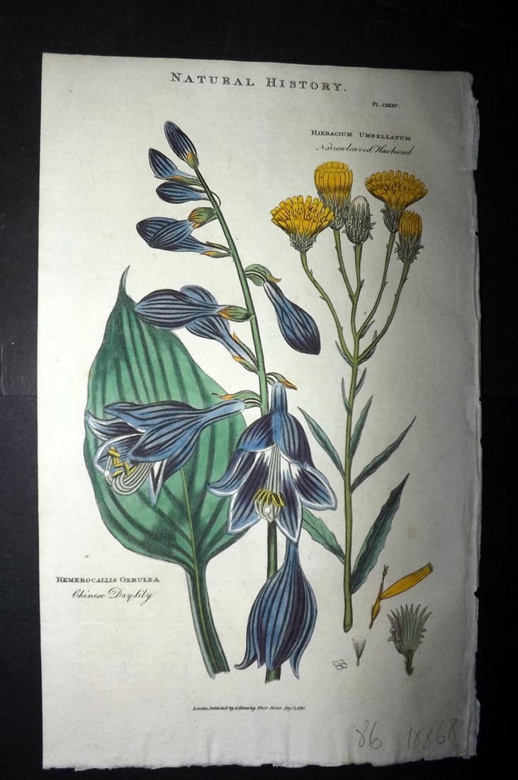 Good, John 1813 HCol Botanical Print. Chinese Day Lily, Narrow Leaved Hawkweed 135: Hand Colored Copper Plate Published 1806-13, London for "Pantologia: A New Cyclopaedia, Comprehending a Complete Series of Essays" by John Mason Good et al. Paper Size: 9.5 x 6 inch (24 x 15cm) Good C