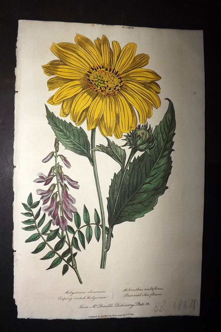 Good, John 1813 HC Botanical Print Creeping Rooted Hedysarum, Perennial Sunflower 127: Hand Colored Copper Plate Published 1806-13, London for "Pantologia: A New Cyclopaedia, Comprehending a Complete Series of Essays" by John Mason Good et al. Paper Size: 9.5 x 6 inch (24 x 15cm) Good C