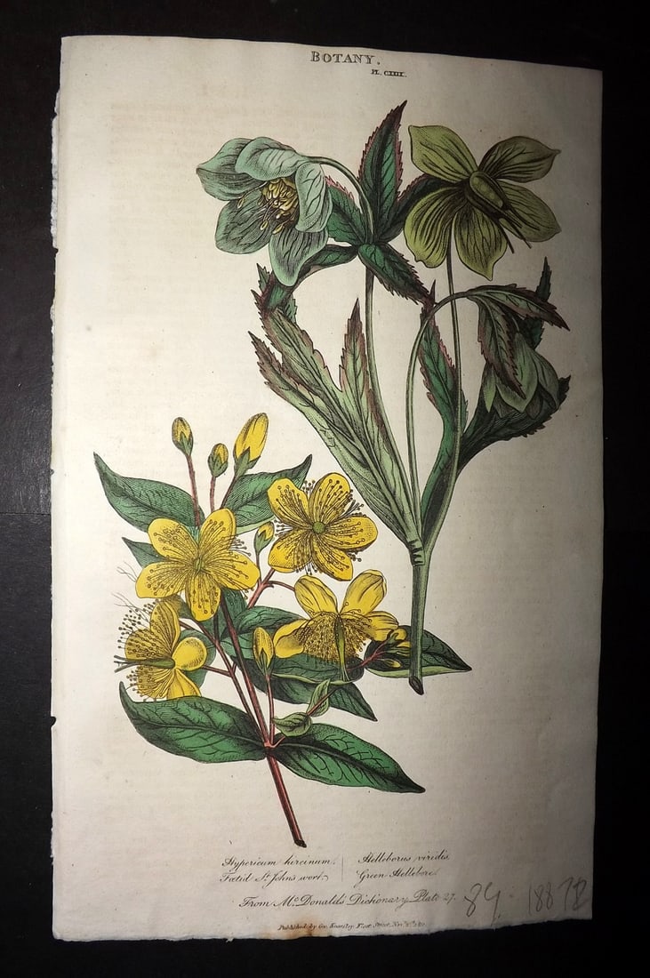 Good, John 1813 Hand Col Botanical Print. St. John's Wort, Green Hellebore 129: Hand Colored Copper Plate Published 1806-13, London for "Pantologia: A New Cyclopaedia, Comprehending a Complete Series of Essays" by John Mason Good et al. Paper Size: 9.5 x 6 inch (24 x 15cm) Good C