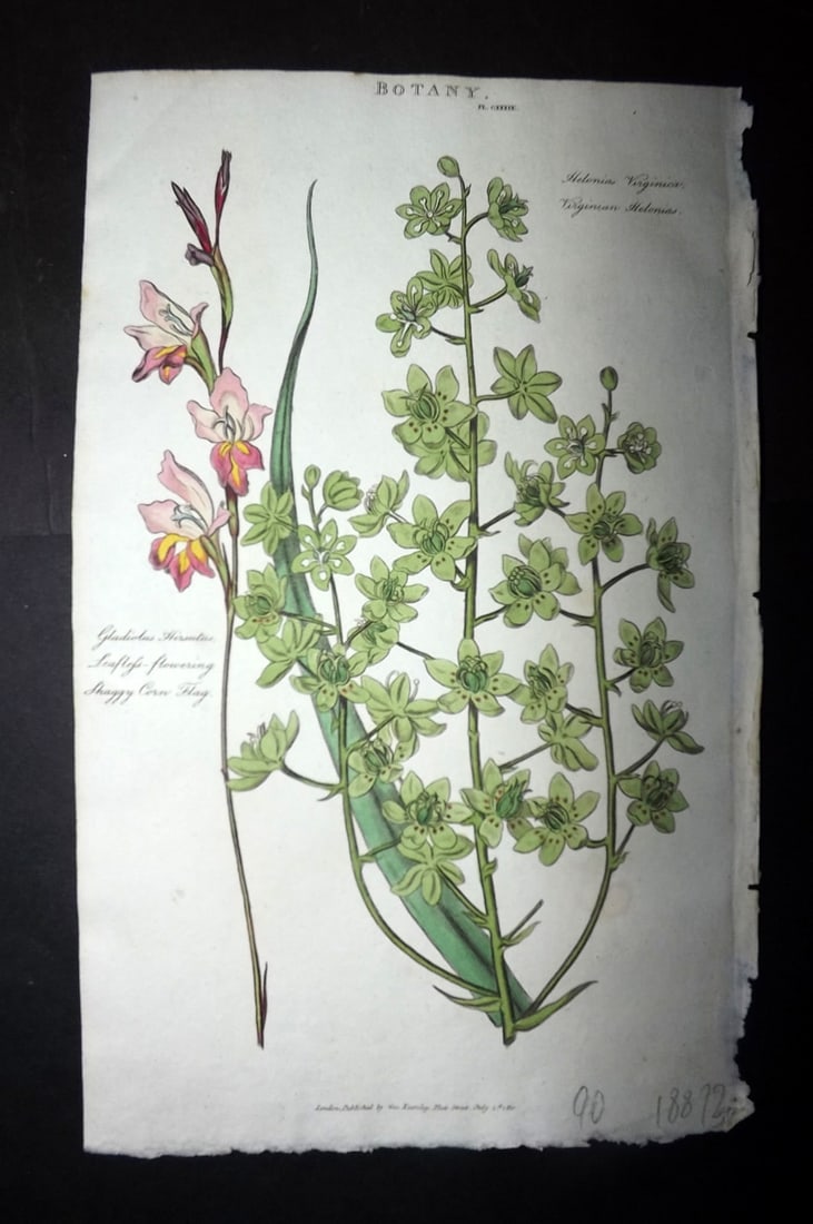 Good, John 1813 Hand Col Botanical Print. Virginian Helonias 139: Hand Colored Copper Plate Published 1806-13, London for "Pantologia: A New Cyclopaedia, Comprehending a Complete Series of Essays" by John Mason Good et al. Paper Size: 9.5 x 6 inch (24 x 15cm) Good C