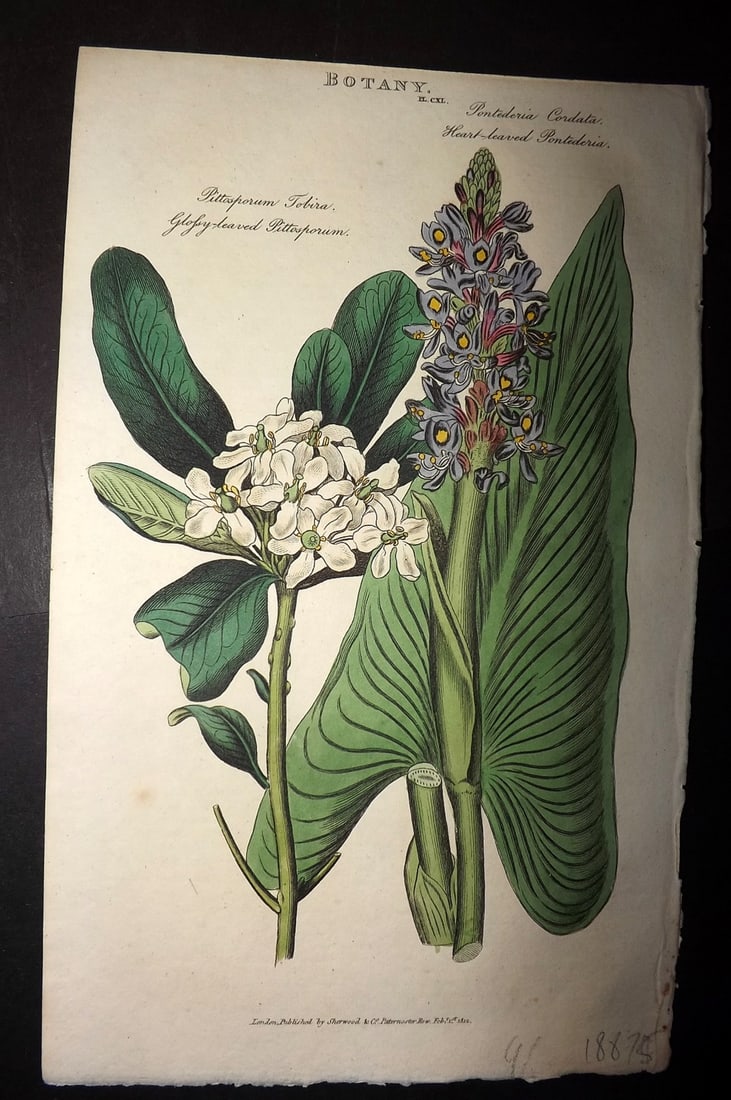 Good, John 1813 HC Botanical. Glossy Leaved Pittosporum, Heart Leaved Pontederia 160: Hand Colored Copper Plate Published 1806-13, London for "Pantologia: A New Cyclopaedia, Comprehending a Complete Series of Essays" by John Mason Good et al. Paper Size: 9.5 x 6 inch (24 x 15cm) Good C