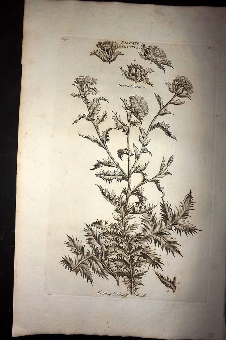 Hill, John 1760's LG Folio Botanical Print. Distaff Thistle 02: Folio Copper Plate Published London 1759-75 for "The Vegetable System" First & Folio Edition by John Hill. Paper Size: 19 x 12 inch (48 x 30cm) Very minor margin toning. Good Condition