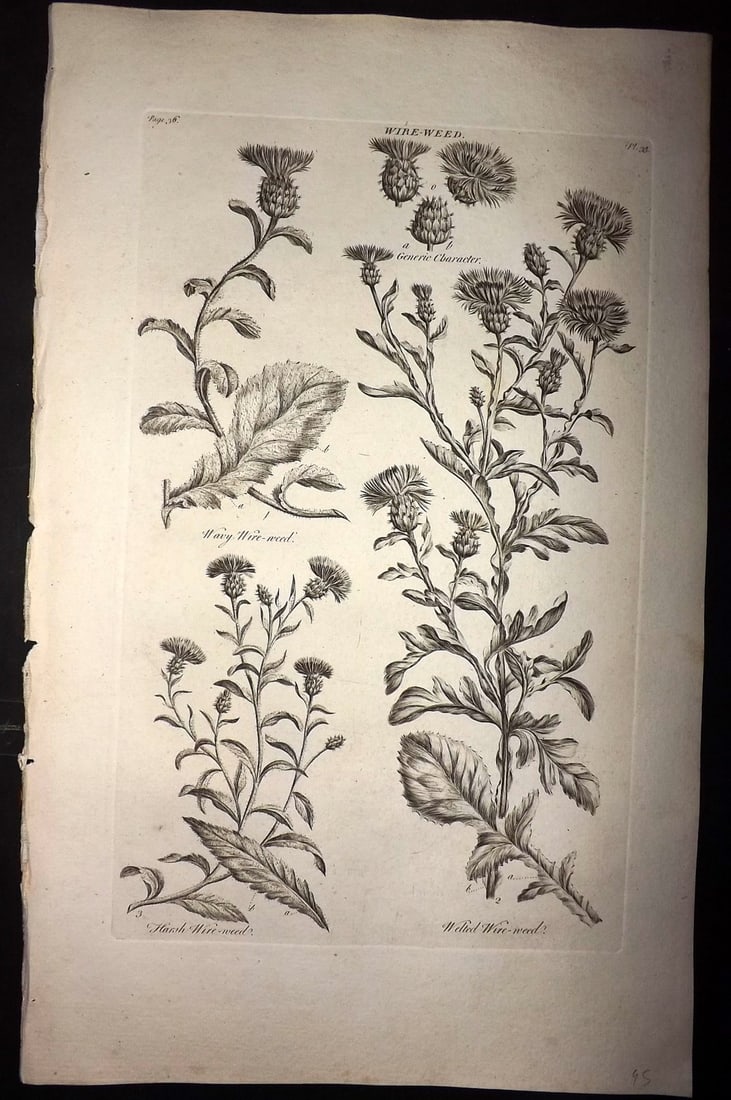 Hill, John 1760's LG Folio Botanical Print. Wire Weed 33: Folio Copper Plate Published London 1759-75 for "The Vegetable System" First & Folio Edition by John Hill. Paper Size: 19 x 12 inch (48 x 30cm) Good Condition