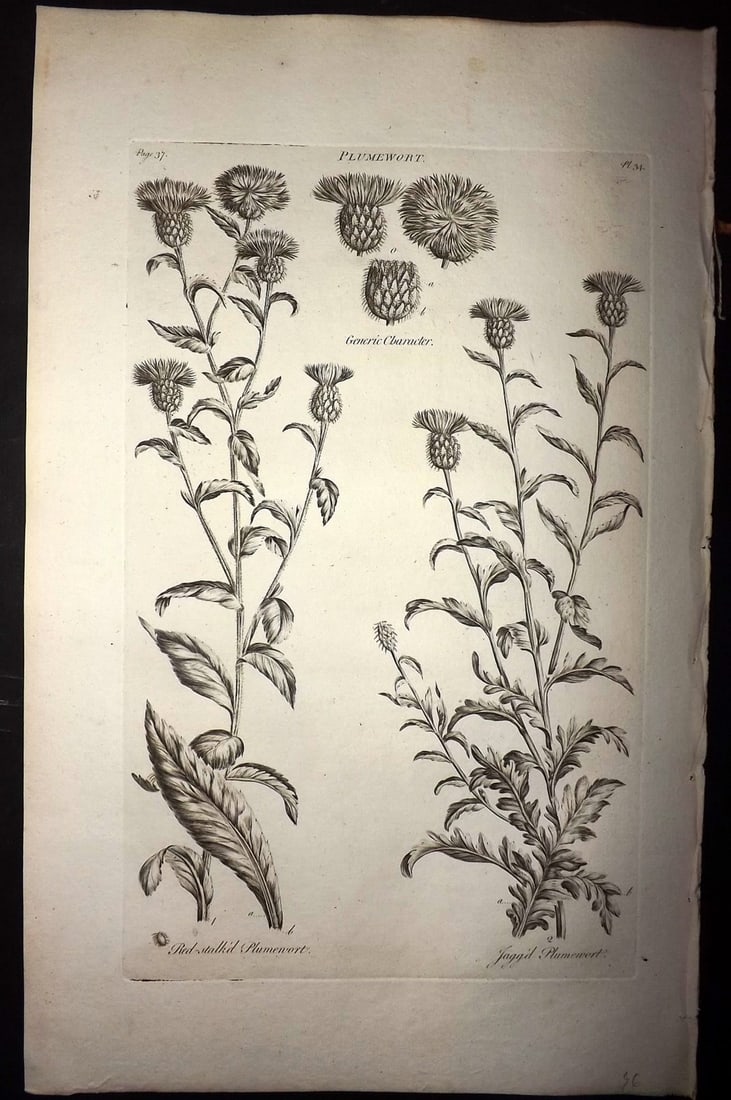 Hill, John 1760's LG Folio Botanical Print. Plumewort 34: Folio Copper Plate Published London 1759-75 for "The Vegetable System" First & Folio Edition by John Hill. Paper Size: 19 x 12 inch (48 x 30cm) Good Condition