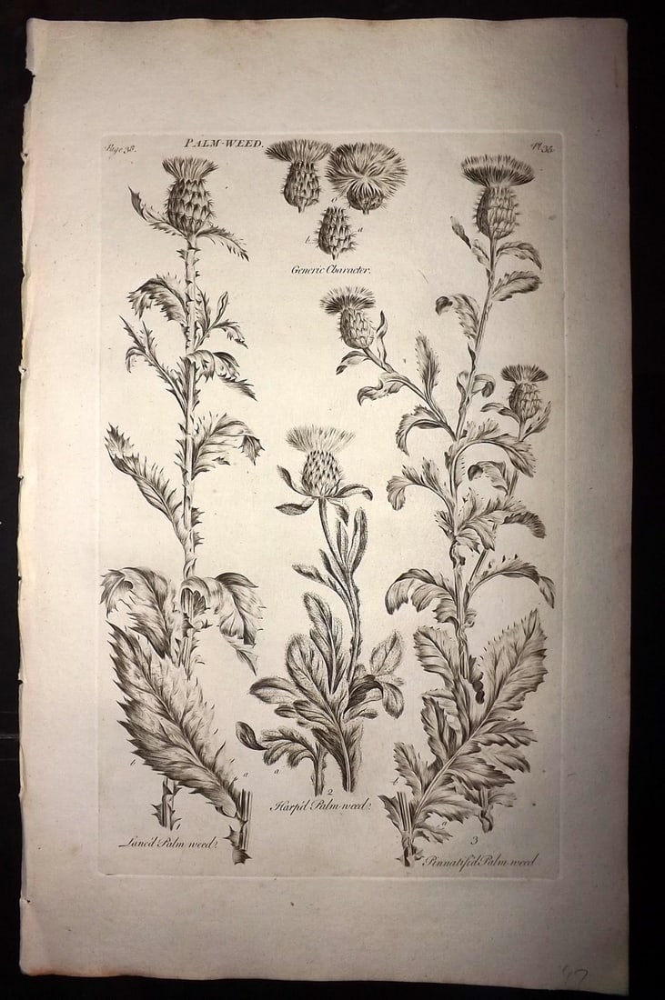 Hill, John 1760's LG Folio Botanical Print. Palm-Weed 35: Folio Copper Plate Published London 1759-75 for "The Vegetable System" First & Folio Edition by John Hill. Paper Size: 19 x 12 inch (48 x 30cm) Good Condition