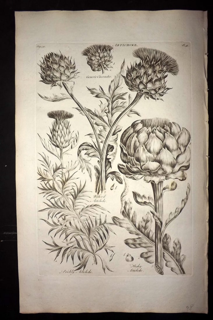 Hill, John 1760's LG Folio Botanical Print. Artichoke 36: Folio Copper Plate Published London 1759-75 for "The Vegetable System" First & Folio Edition by John Hill. Paper Size: 19 x 12 inch (48 x 30cm) Good Condition