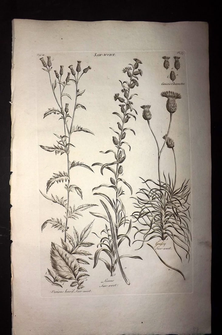 Hill, John 1760's LG Folio Botanical Print. Saw Weed 37 (1 of 1)