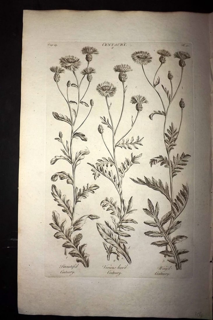Hill, John 1760's LG Folio Botanical Print. Centaury 42: Folio Copper Plate Published London 1759-75 for "The Vegetable System" First & Folio Edition by John Hill. Paper Size: 19 x 12 inch (48 x 30cm) Good Condition