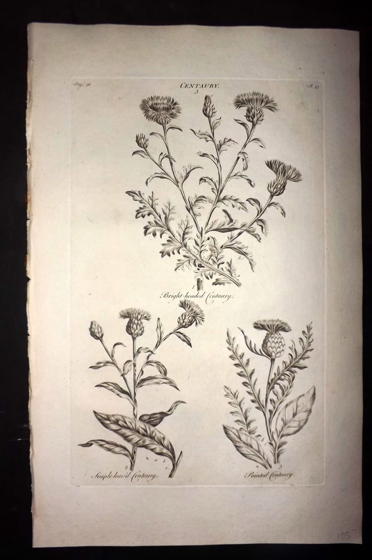 Hill, John 1760's LG Folio Botanical Print. Centaury 43: Folio Copper Plate Published London 1759-75 for "The Vegetable System" First & Folio Edition by John Hill. Paper Size: 19 x 12 inch (48 x 30cm) Good Condition